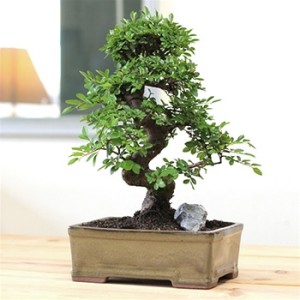 Chinese  Bonsai on Chinese Elm Bonsai Growing And Care Information   Eastern Leaf Blog
